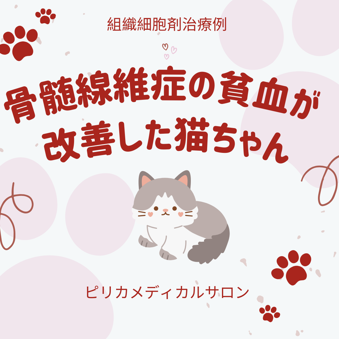 骨髄線維症の貧血が改善したねこちゃん！【組織細胞剤治療例】 | prica